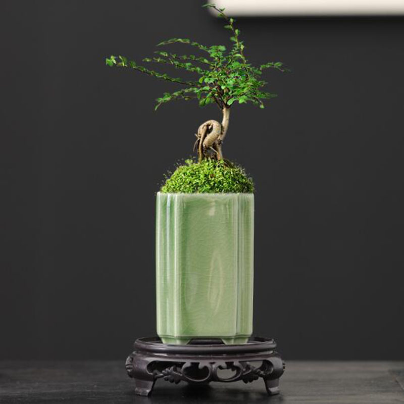Porcelain Square Celadon เคลือ - Bonsai Garden Art บทวิจารณ์และราคา