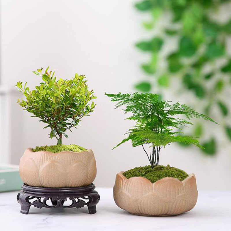 แจกันกระถางกระถางต้นไม้สีเขียว - Bonsai Garden Art บทวิจารณ์และราคา