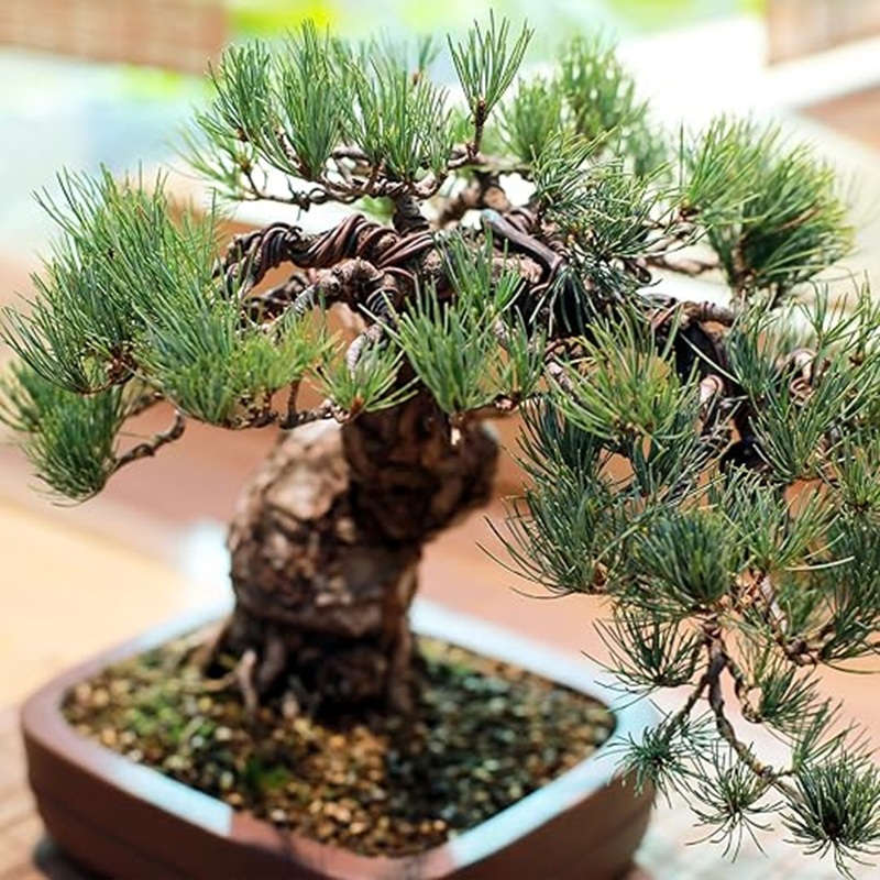 ลวดอลูมิเนียมสีดำขนาด 1 มม. ยา - Bonsai Garden Art บทวิจารณ์และราคา